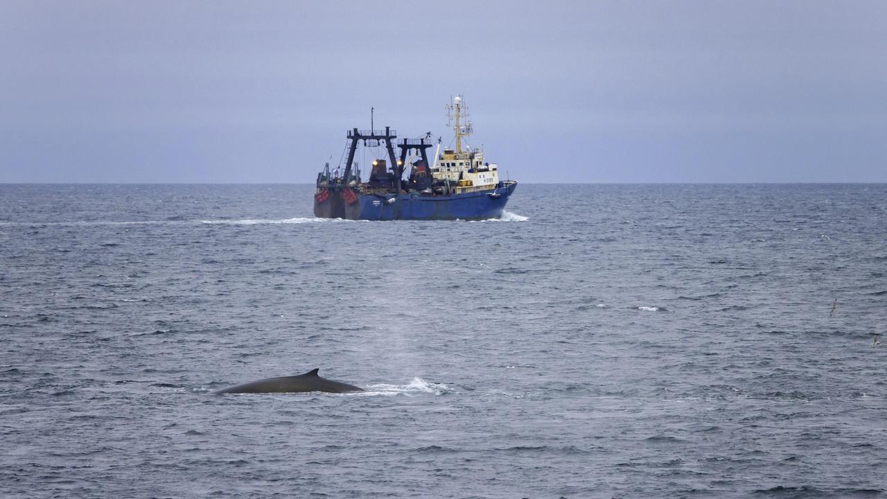 Finnwal taucht auf und zeigt seine Rückenflosse vor einem Fischerboot, Svalbard, Spitzbergen