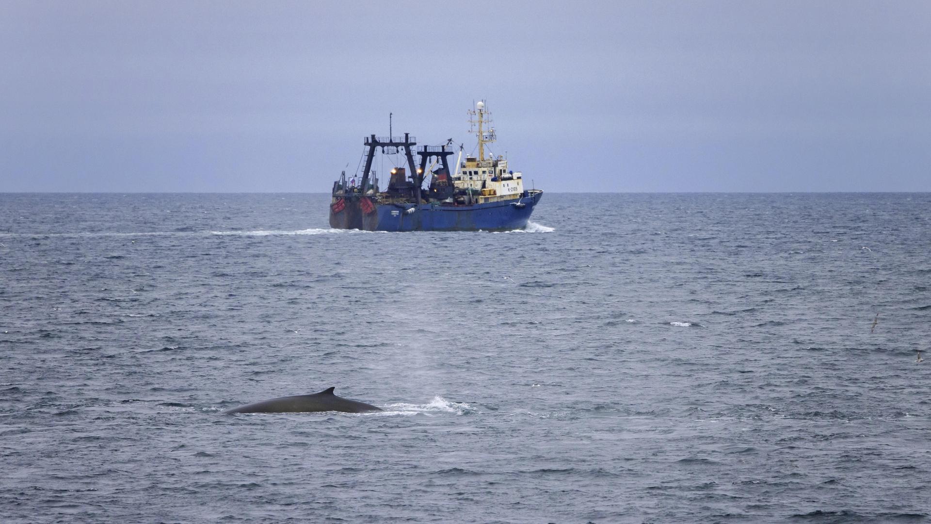 Finnwal taucht auf und zeigt seine Rückenflosse vor einem Fischerboot, Svalbard, Spitzbergen Finnwal taucht auf und zeigt seine Rückenflosse vor einem Fischerboot, Svalbard, Spitzbergen