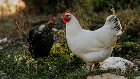 Zwei Hühner, ein weißes und ein schwarzes stehen einander gegenüber auf einer Wiese.