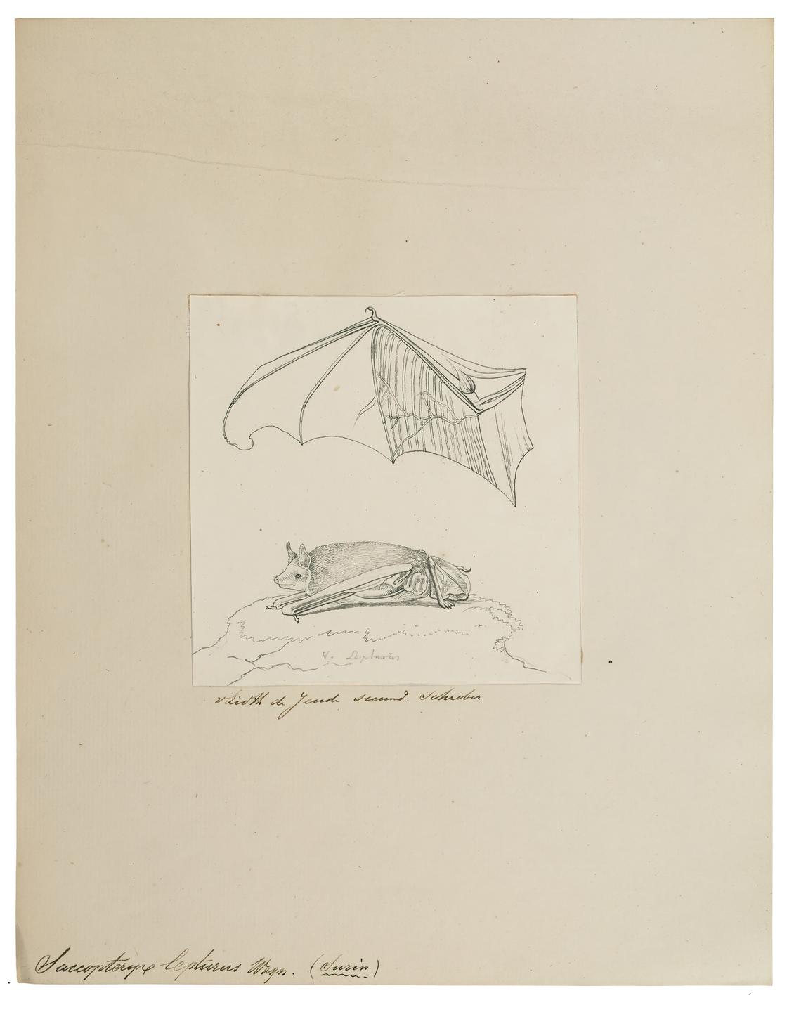Eine historische Biologiezeichnung der Sackfledermaus (Saccopteryx lepturus), ca. 1700-1880.