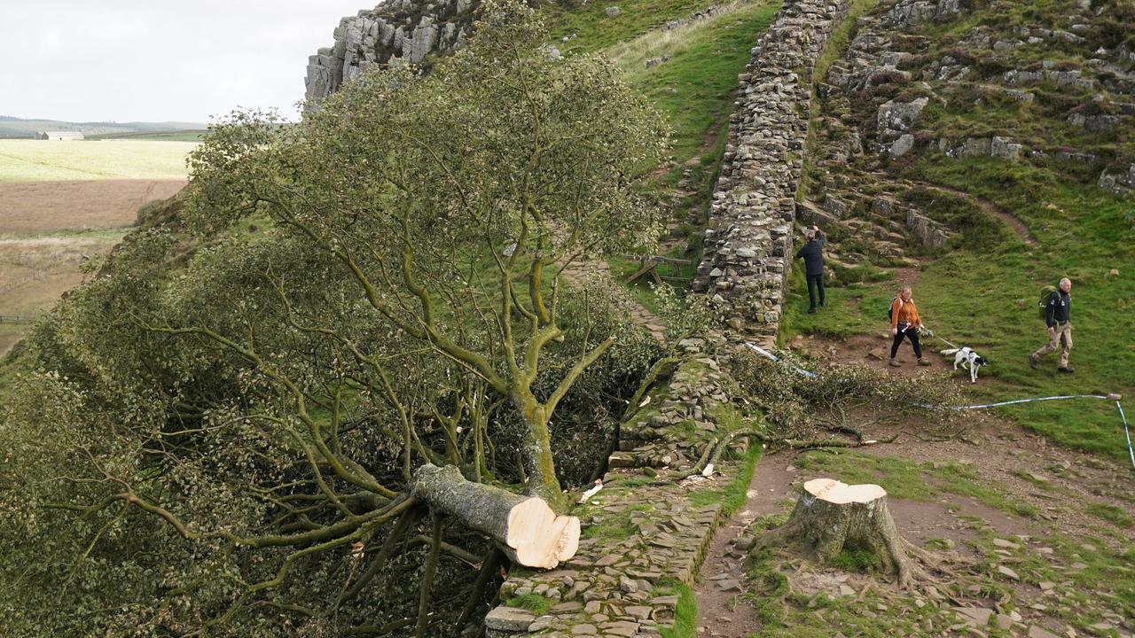 Zu sehen ist ein gefällter Baum am Hadrianswall in Nordengland.