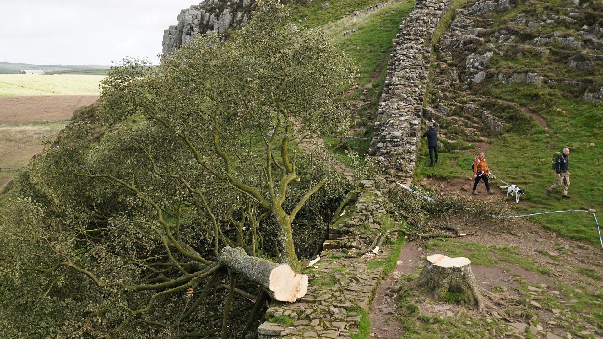 Man sieht den Baumstumpf und den gefällten Baum, der mit seinem unteren Teil auf dem Wall liegt. Daneben drei Personen und ein Hund. 