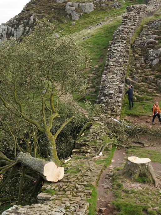 Zu sehen ist ein gefällter Baum am Hadrianswall in Nordengland.