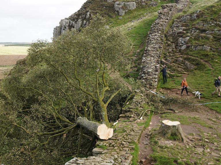 Zu sehen ist ein gefällter Baum am Hadrianswall in Nordengland.