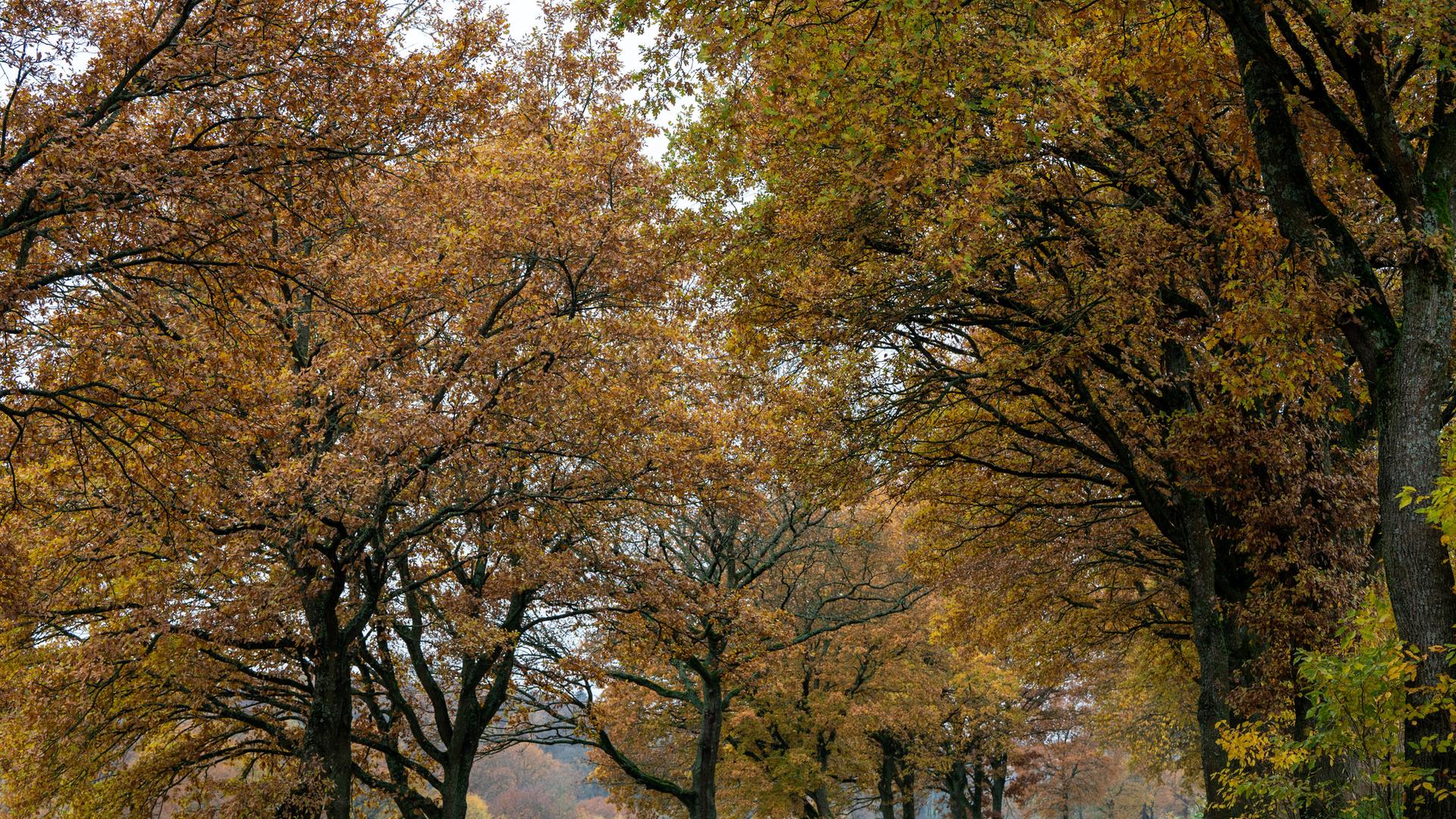 Eine herbstliche Baumallee an einer Bundesstraße in Rheinland-Pfalz.