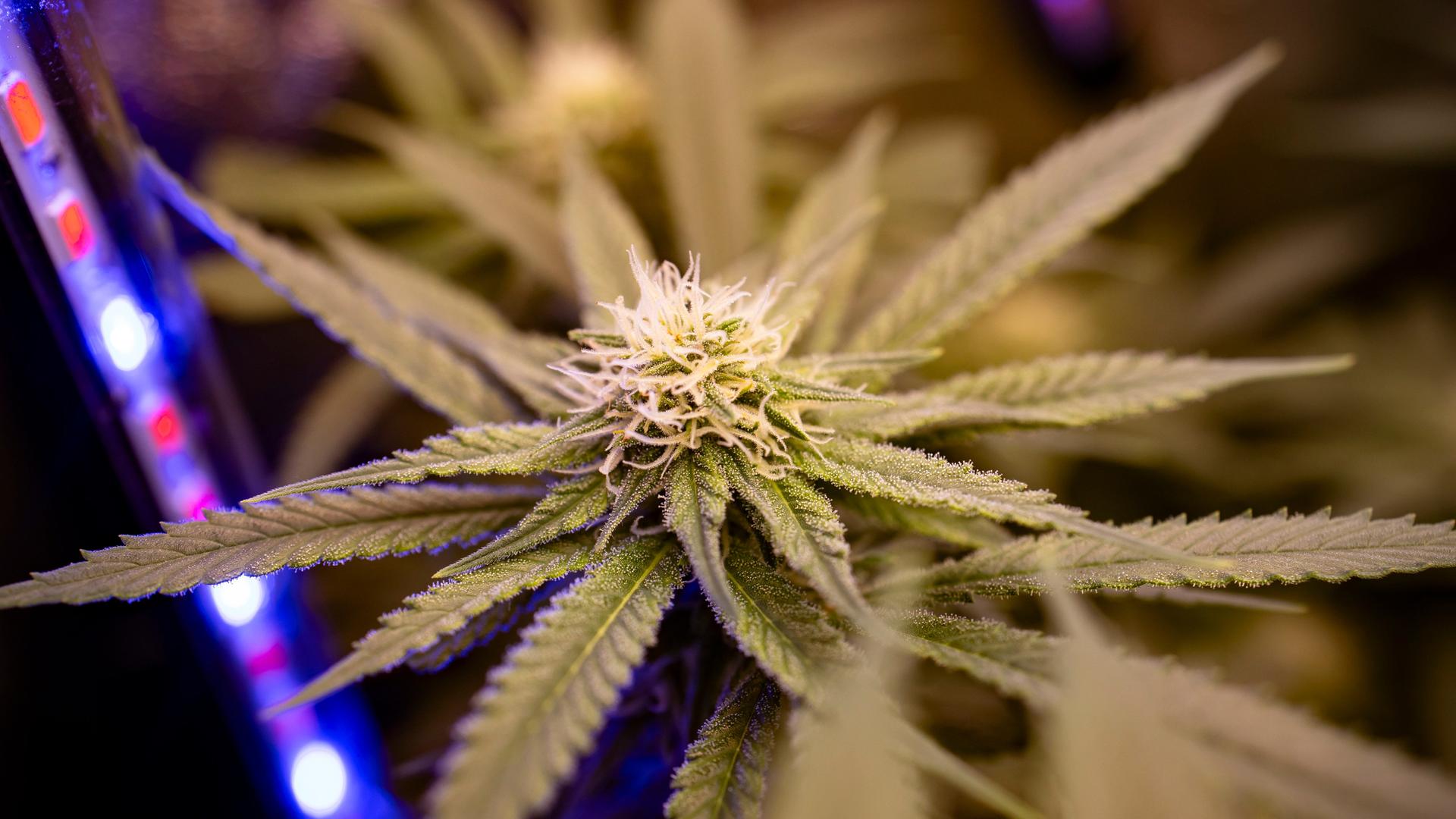 Eine Pflanze Cannabis