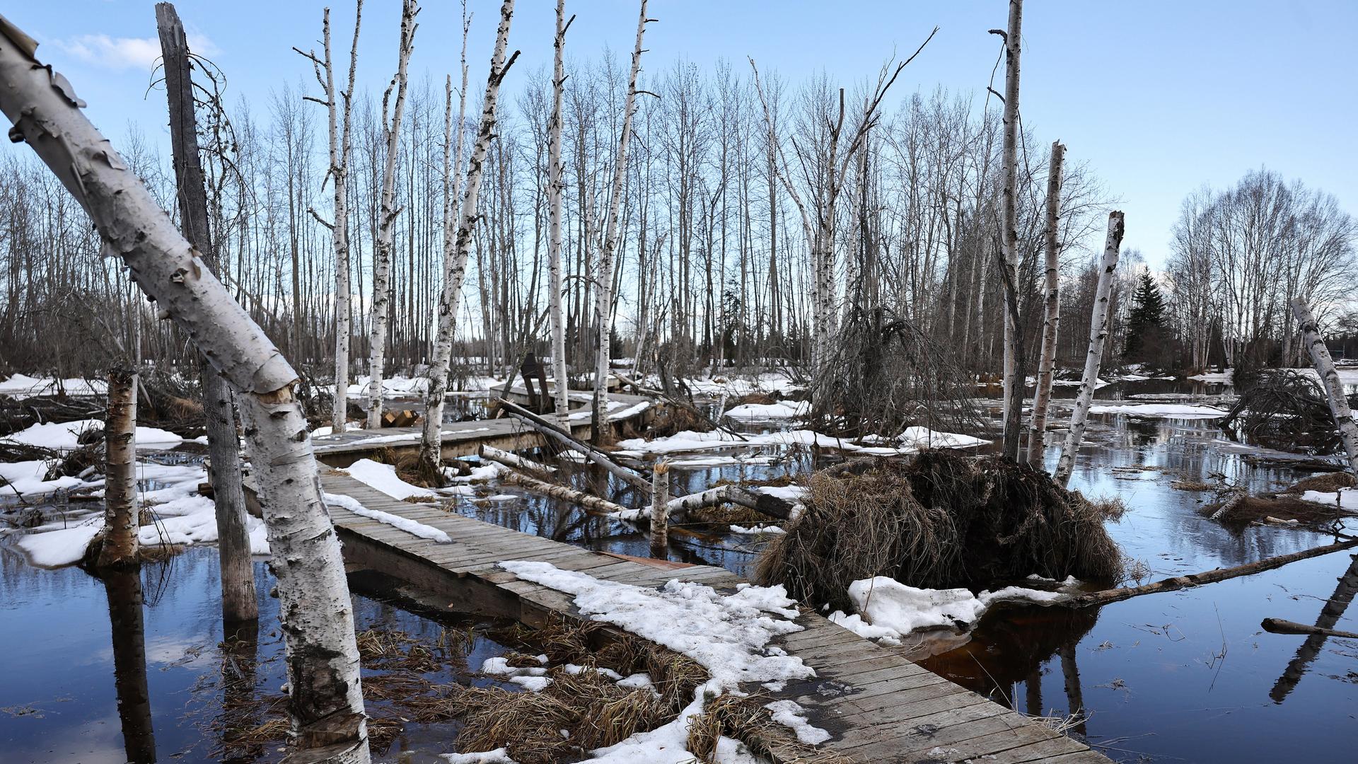 Ein Weg aus Holzbohlen führt durch einen abgestorbenen Birkenwald, die Bäume stehen im Wasser.