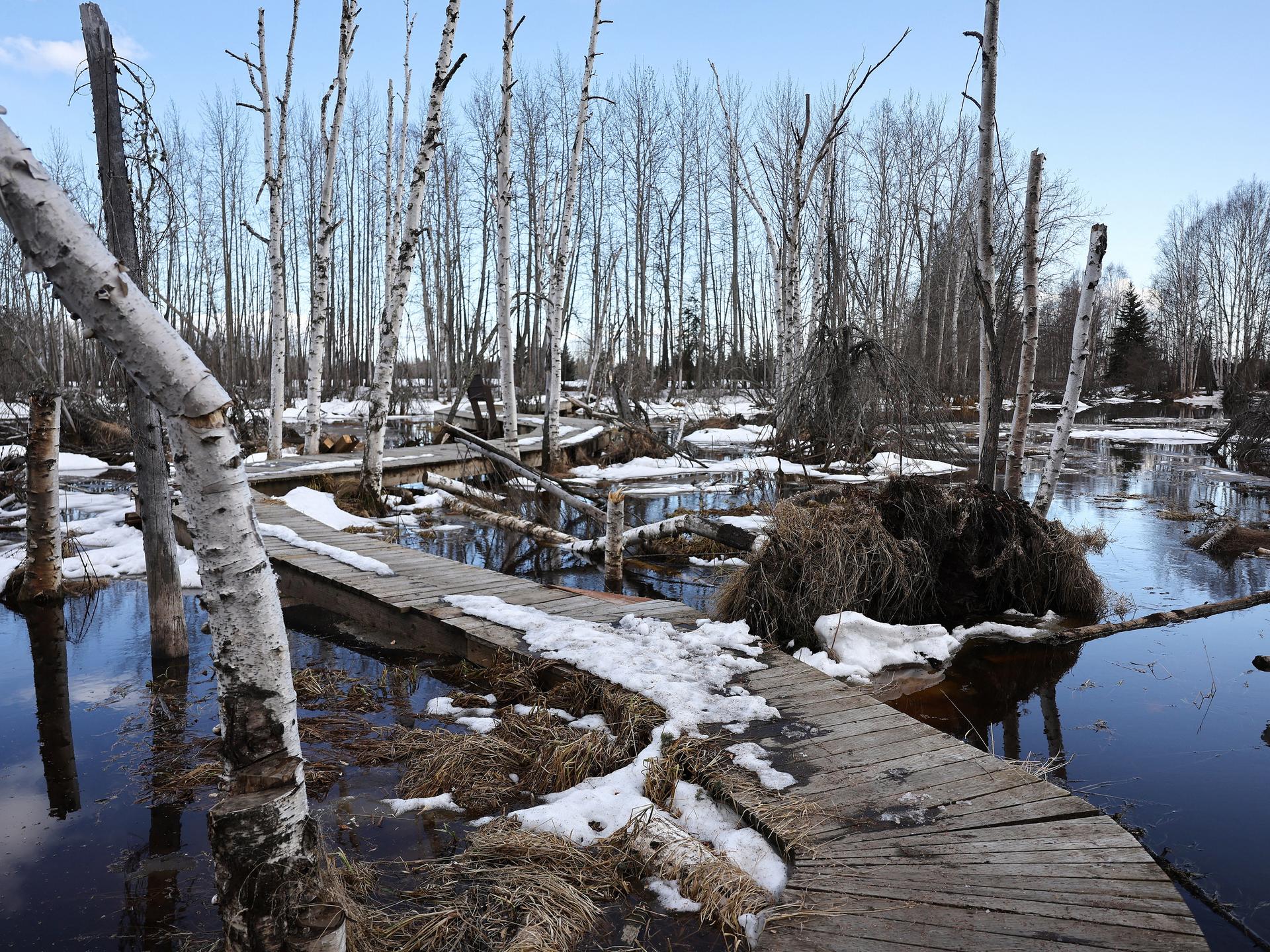 Ein Weg aus Holzbohlen führt durch einen abgestorbenen Birkenwald, die Bäume stehen im Wasser.