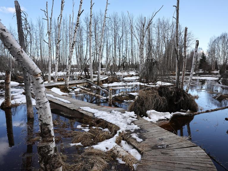 Ein Weg aus Holzbohlen führt durch einen abgestorbenen Birkenwald, die Bäume stehen im Wasser.