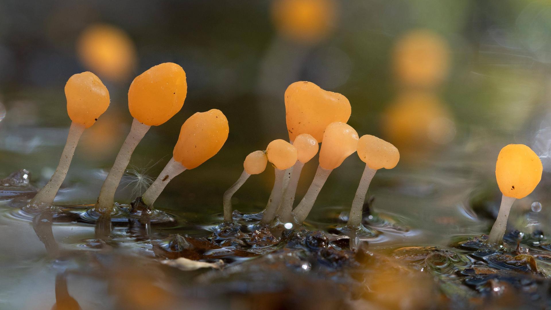 Sumpf-Haubenpilz (Mitrula paludosa), mehrere Fruchtkörper, in der Nahaufnahme. Sumpf-Haubenpilz (Mitrula paludosa), mehrere Fruchtkörper, in der Nahaufnahme.