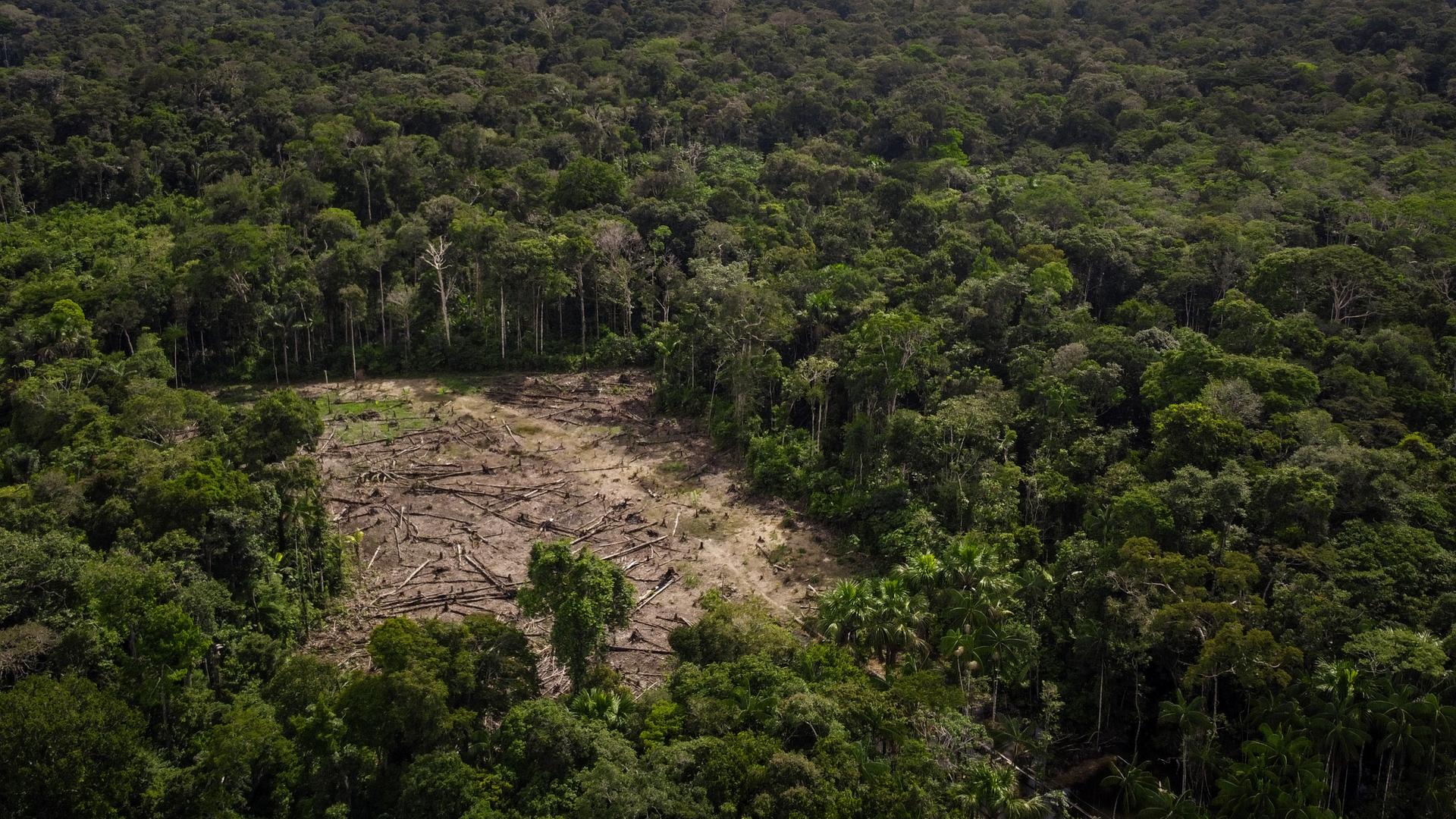 Eine Luftaufnahme aus dem Amazonas-Regenwald auf der eine abgeholzte Fläche sehen ist.