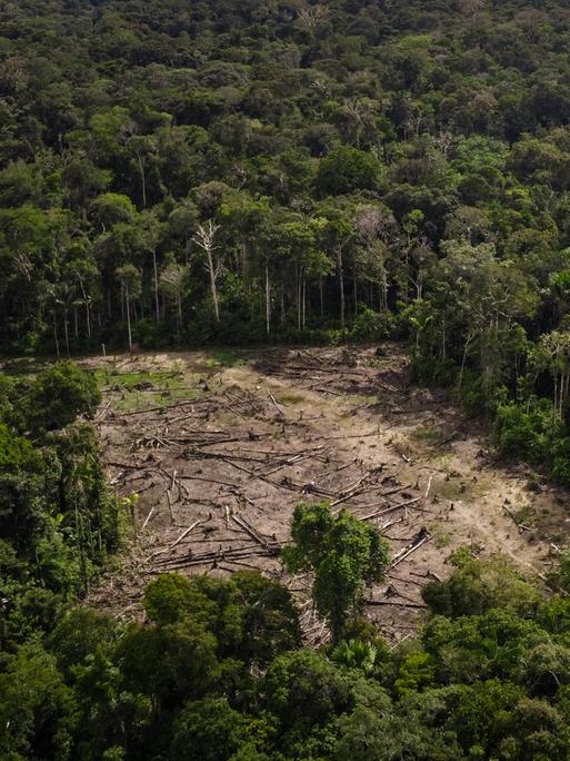 Eine Luftaufnahme aus dem Amazona-Regenwald auf der eine abgeholzte Fläche sehen ist. 