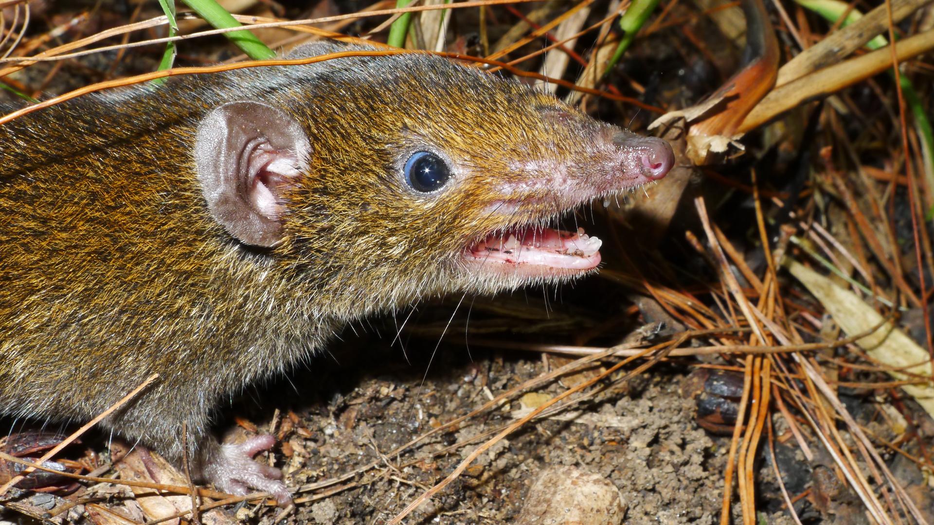 Ein Foto von dem Ratten-Igel. Das Tier hat ein weiches Fell und eine spitze Schnauze. Es hat 2 scharfe Zähne.