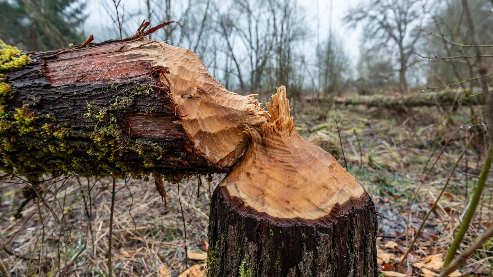 Ein von Bibern umgenagter Baumstamm liegt in einem Waldstück nahe eines Weihers.