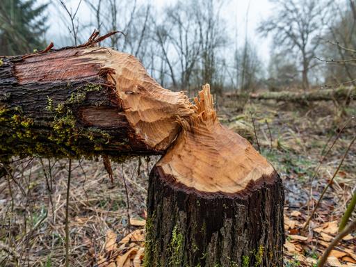 Ein von Bibern umgenagter Baumstamm liegt in einem Waldstück nahe eines Weihers.