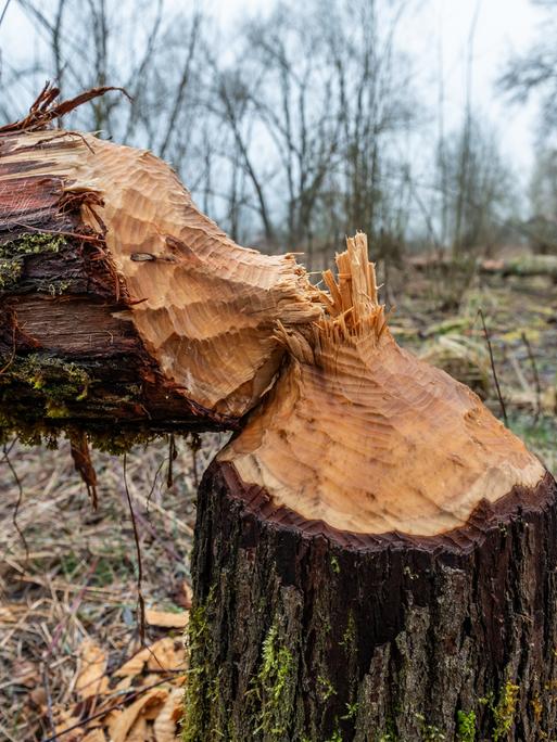 Ein von Bibern umgenagter Baumstamm liegt in einem Waldstück nahe eines Weihers.