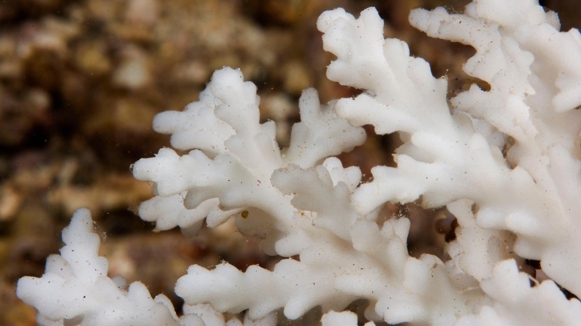 Tote Koralle, Nahaufnahme von eine Hartkoralle, Acropora.