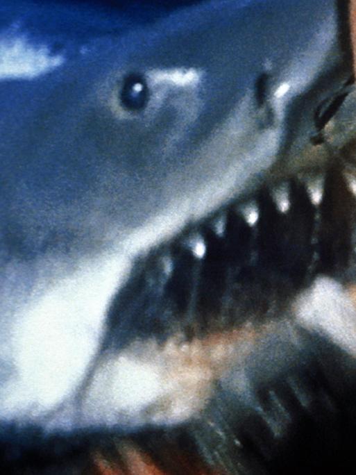 Auf dem Bild ist der Schauspieler Roy Scheider zu sehen, der im Film "Der weiße Hai" den Polizeichef Martin Brody spielt, dahinter der titelgebende Hai. Der Film von Steven Spielberg kam am 20. Juni 1975 in die US-Kinos