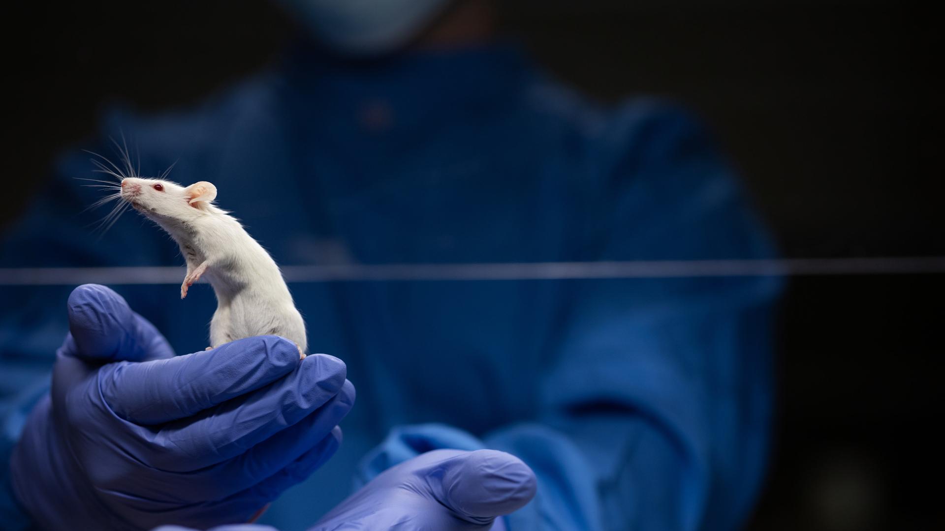 Eine Maus wird in einem Labor von einer Person in medizinischer Schutzkleidung auf einer Hand gehalten. 