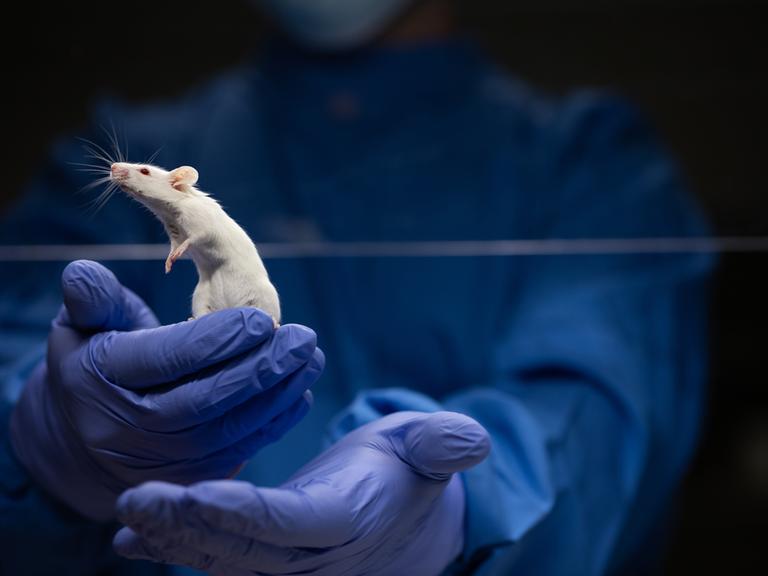 Eine Maus wird in einem Labor von einer Person in medizinischer Schutzkleidung auf einer Hand gehalten. 