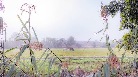 Blick auf drei Pferde, die auf einem Feld im Nebel weiden.