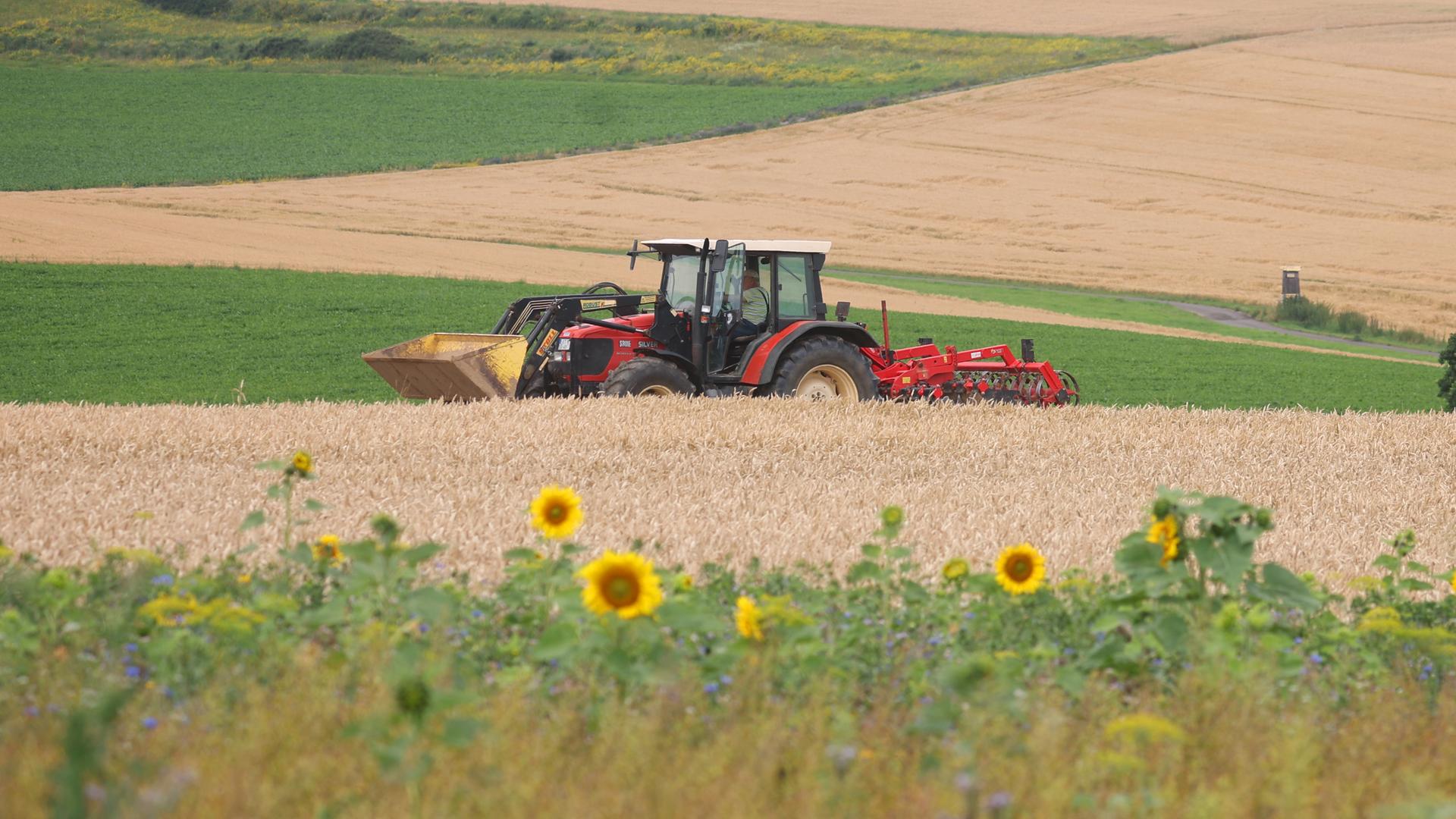 Ein Traktor fährt hinter Sonnenblumen am Rand eines Getreidefeldes im Ochsenfurter Gau.