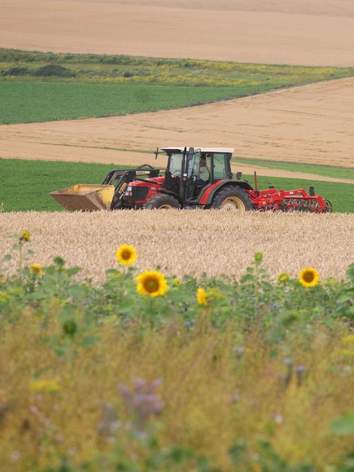 Ein Traktor fährt hinter Sonnenblumen am Rand eines Getreidefeldes im Ochsenfurter Gau.