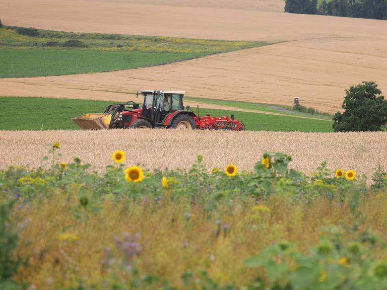 Ein Traktor fährt hinter Sonnenblumen am Rand eines Getreidefeldes im Ochsenfurter Gau.