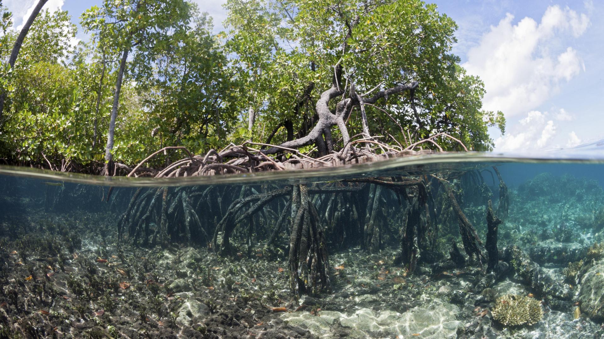 Mangroven stehen in seichtem Wasser. Verzweigte Wurzeln sind über und unter Wasser zu sehen.