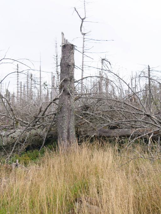 Klimawandel-Baumsterben im Nationalpark Harz nahe des Brocken zwischen Torfhaus und Oderbrueck