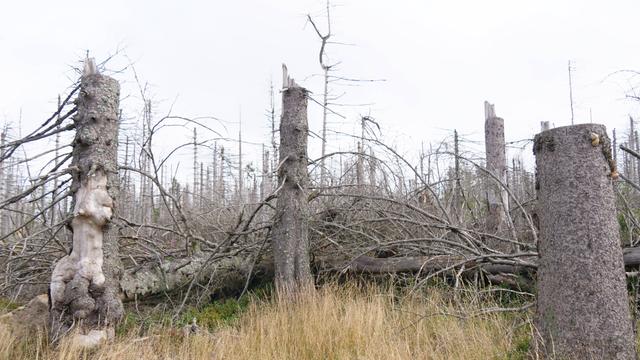 Klimawandel-Baumsterben im Nationalpark Harz nahe des Brocken zwischen Torfhaus und Oderbrueck