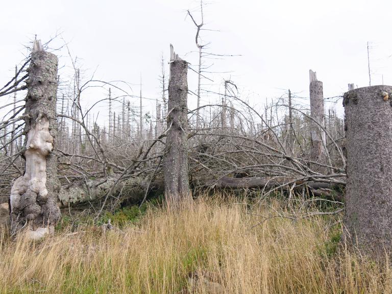 Klimawandel-Baumsterben im Nationalpark Harz nahe des Brocken zwischen Torfhaus und Oderbrueck