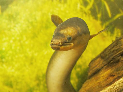 Frontalaufaufnahme eines Europäischen Flussaals (Anguilla anguilla) vor einem diffusen gelben Hintergrund. 