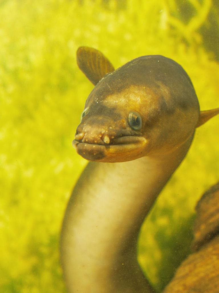 Frontalaufaufnahme eines Europäischen Flussaals (Anguilla anguilla) vor einem diffusen gelben Hintergrund. 