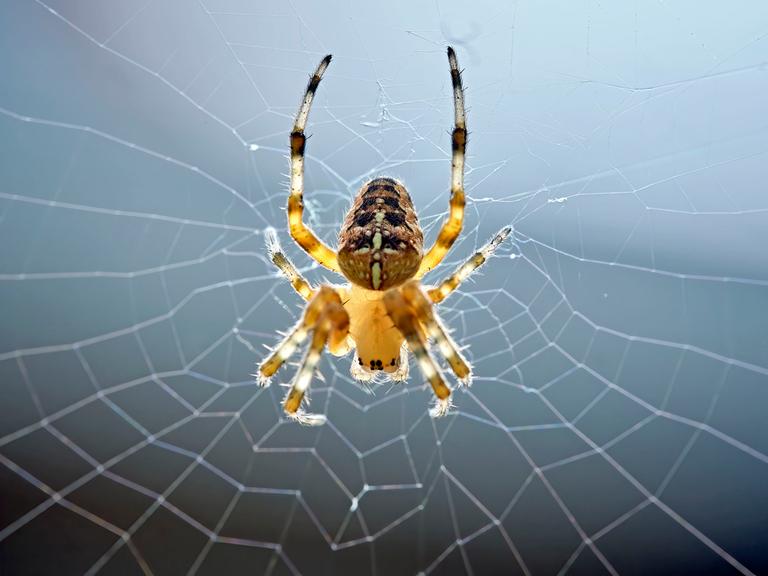 Nahaufnahme einer Spinne im Netz