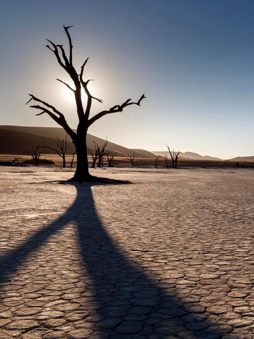 Ein abgestorbener Baum gegen die Sonne fotografiert im Namib-Naukluft-Park, Namibia, Afrika