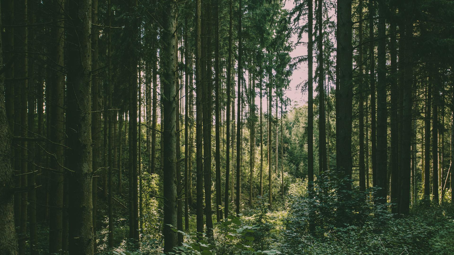 Dichter dunkelgrüner Tannenwald im Nationalpark Eifel bei Schleiden.