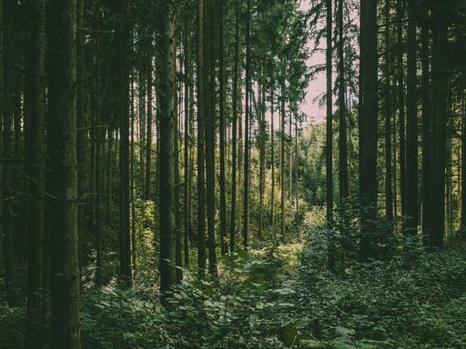 Dichter dunkelgrüner Tannenwald im Nationalpark Eifel bei Schleiden.