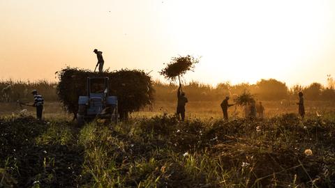 Baumwollpflücker bei Sonnenuntergang auf einem Feld in Usbekistan Baumwollpflücker bei Sonnenuntergang auf einem Feld in Usbekistan