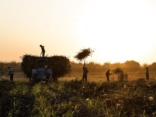 Baumwollpflücker bei Sonnenuntergang auf einem Feld in Usbekistan Baumwollpflücker bei Sonnenuntergang auf einem Feld in Usbekistan