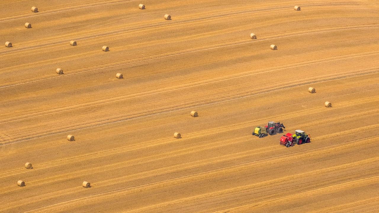 Getreidernte auf Feldern 