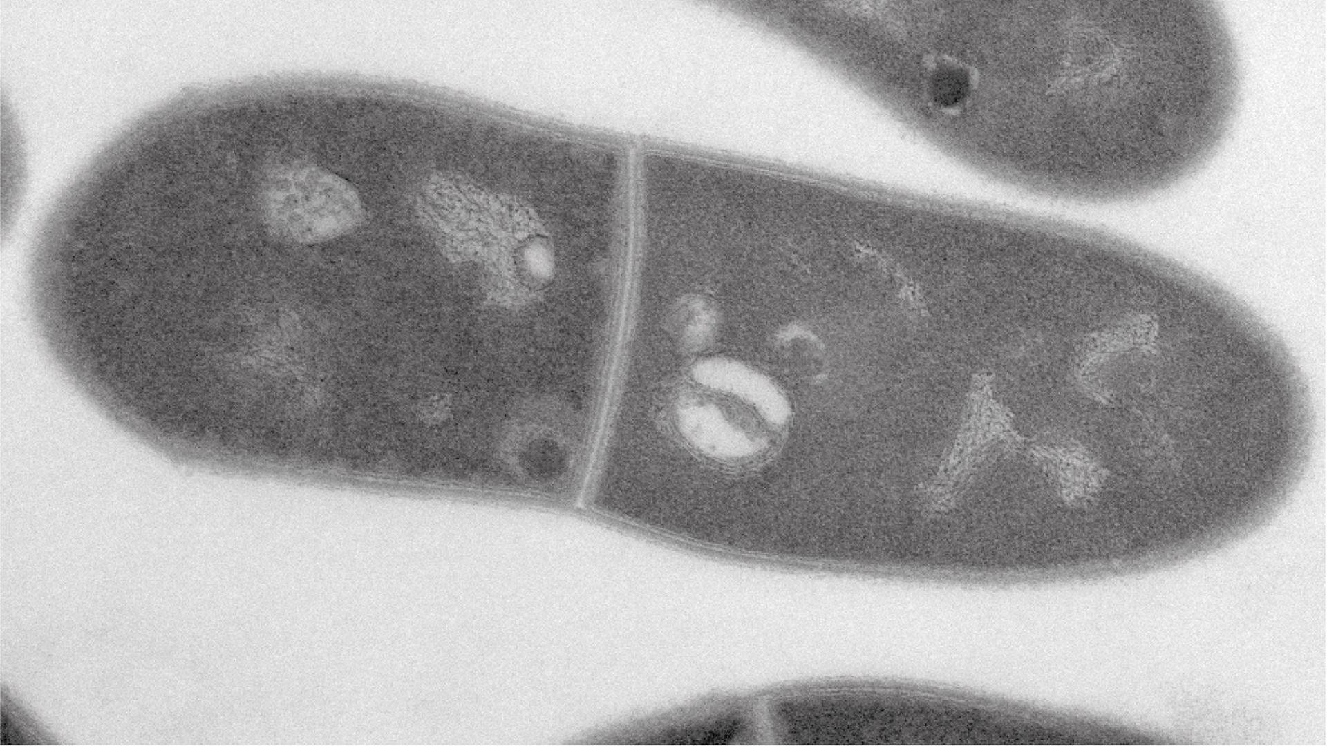 Eine mikroskopische Aufnahme des Bakteriums Corynebacterium glutamicum. 