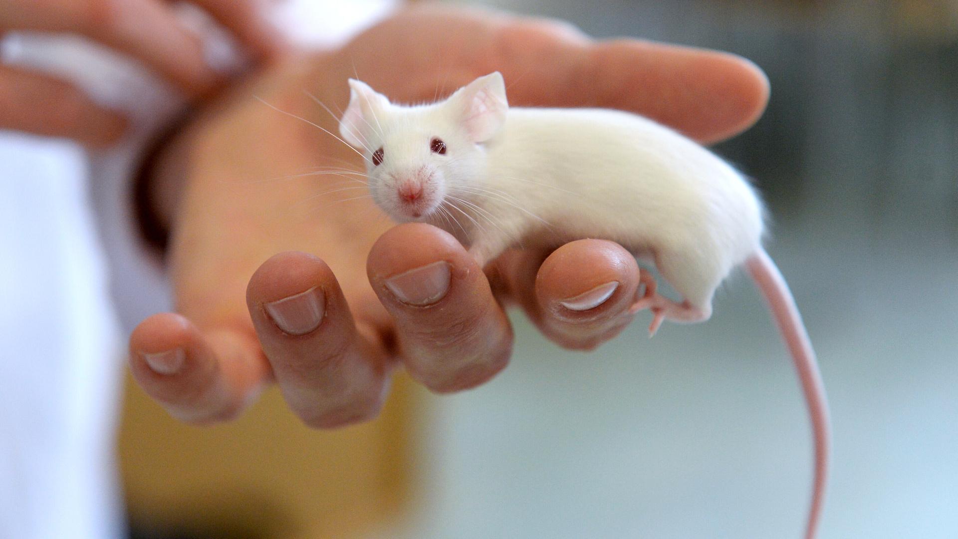 Foto einer weißen Labormaus auf einer Hand