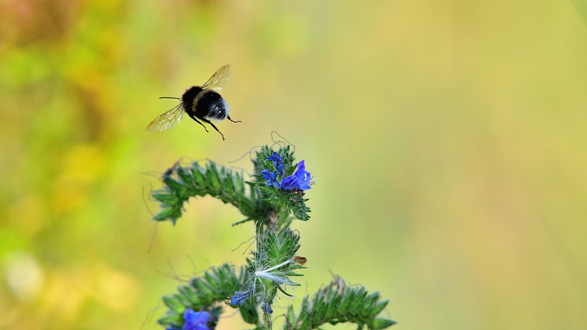 Eine Hummel fliegt von einer Wildblume.