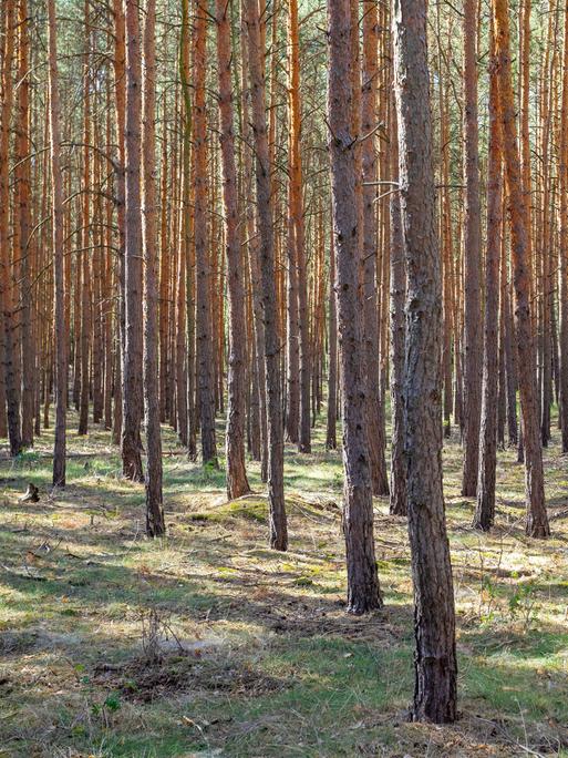 Typischer Kiefernwald mit dicht beeinader stehenden Bäumen