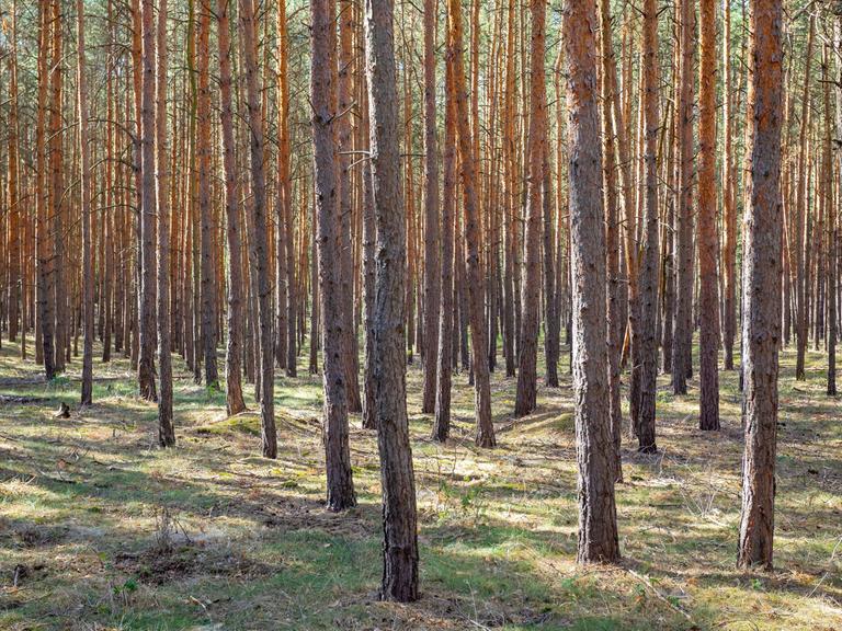 Typischer Kiefernwald mit dicht beeinader stehenden Bäumen