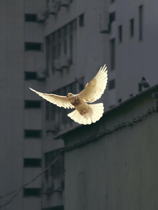 Eine Taube fliegt zwischen Häusern umher. Eine Taube fliegt zwischen Häusern umher.