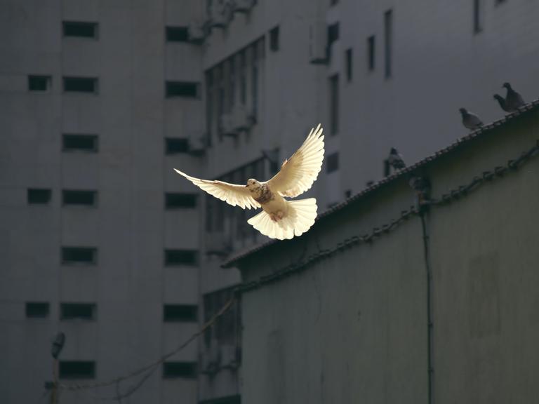 Eine Taube fliegt zwischen Häusern umher. Eine Taube fliegt zwischen Häusern umher.
