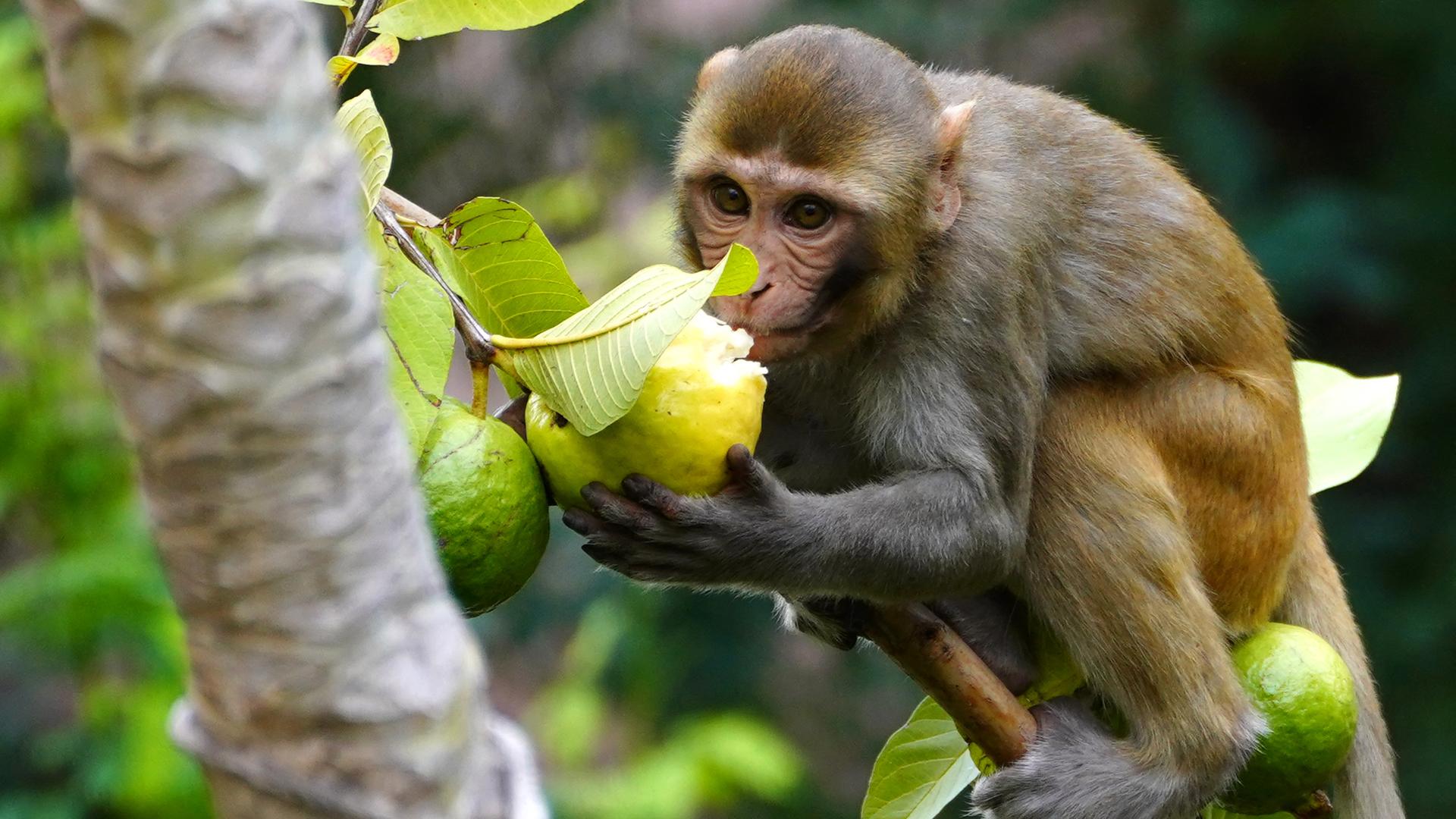 Kapuzineraffe beißt in Frucht