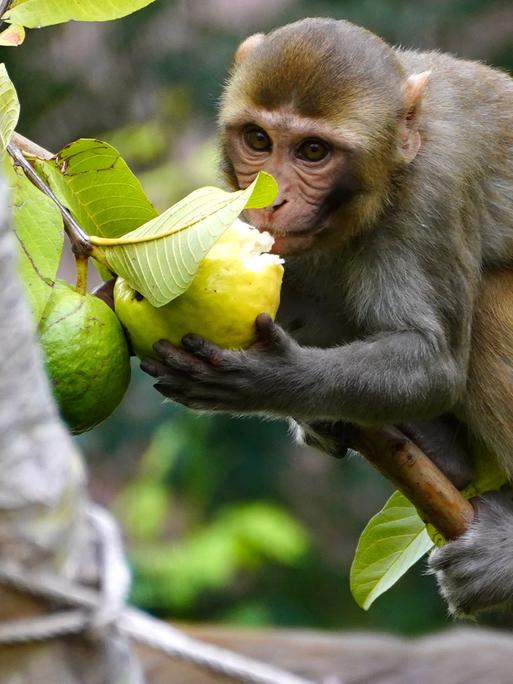 Kapuzineraffe beißt in Frucht